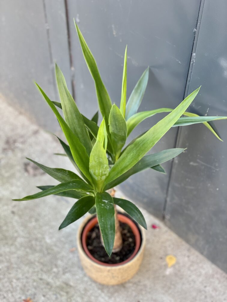Zdjęcie rośliny Yucca (Juka), ujęcie 2