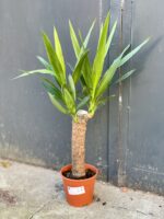Zdjęcie rośliny Yucca (Juka), ujęcie 3