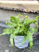 Zdjęcie rośliny Asplenium antiquum Hurricane, ujęcie 1
