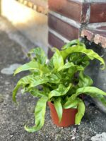 Zdjęcie rośliny Asplenium antiquum Hurricane, ujęcie 2