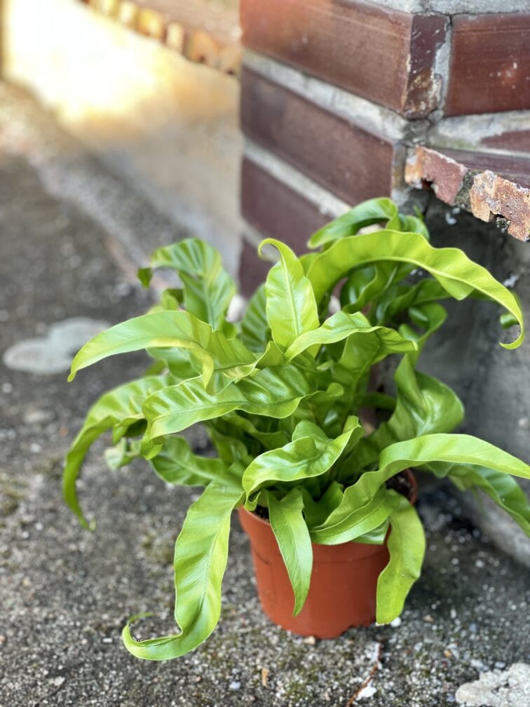 Zdjęcie rośliny Asplenium antiquum Hurricane, ujęcie 2