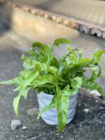 Zdjęcie rośliny Asplenium antiquum Hurricane, ujęcie 3