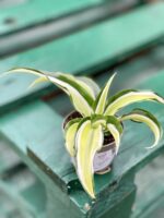 Zdjęcie rośliny Dracaena fragrans compacta Malaika (Dracena), ujęcie 2