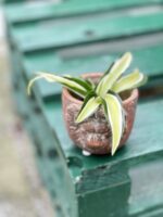 Zdjęcie rośliny Dracaena fragrans compacta Malaika (Dracena), ujęcie 3
