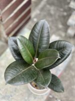 Zdjęcie rośliny Ficus Elastica Burgundy, ujęcie 1