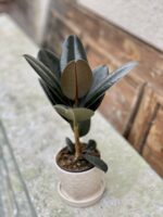Zdjęcie rośliny Ficus Elastica Burgundy, ujęcie 2