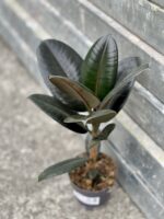 Zdjęcie rośliny Ficus Elastica Burgundy, ujęcie 3