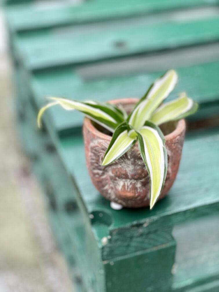 Zdjęcie doniczki lub oslonki: Osłonka Aslan 7x8 cm, ujęcie 2
