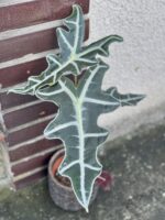 Zdjęcie rośliny Alocasia sanderiana nobilis, ujęcie 1