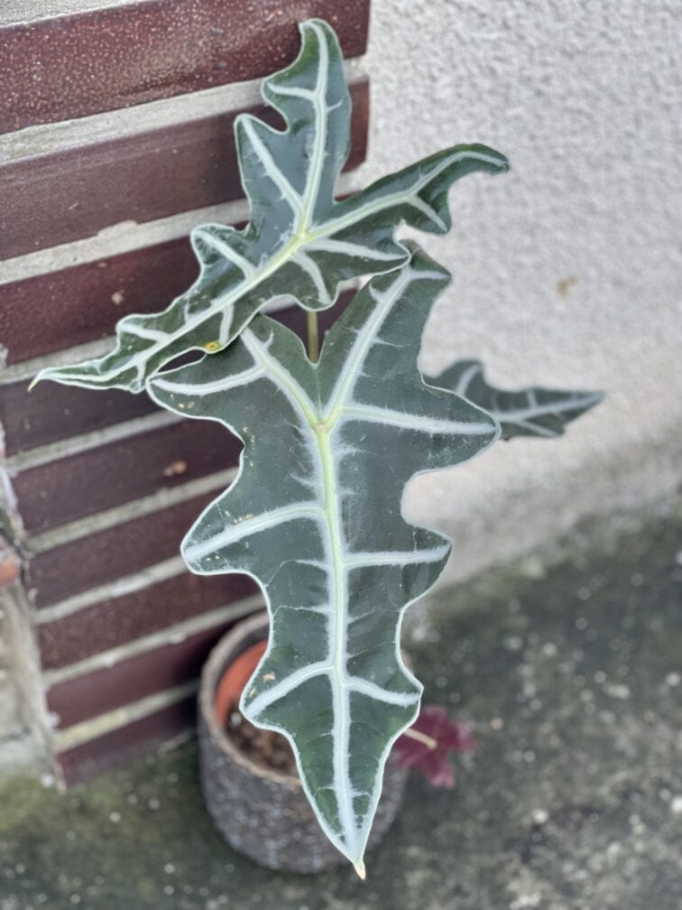 Zdjęcie rośliny Alocasia sanderiana nobilis, ujęcie 1