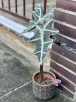 Zdjęcie rośliny Alocasia sanderiana nobilis, ujęcie 2