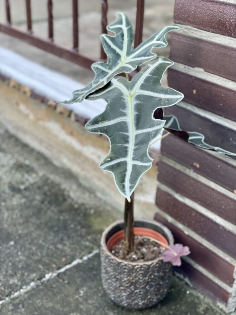 Zdjęcie rośliny Alocasia sanderiana nobilis, ujęcie 2