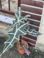 Zdjęcie rośliny Alocasia sanderiana nobilis, ujęcie 3