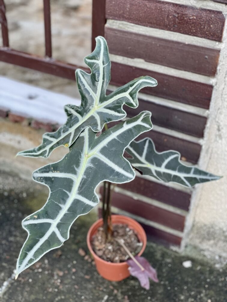 Zdjęcie rośliny Alocasia sanderiana nobilis, ujęcie 3