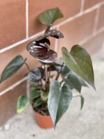 Zdjęcie rośliny Anthurium Diamond Black Love, ujęcie 1