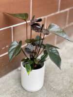 Zdjęcie rośliny Anthurium Diamond Black Love, ujęcie 2