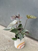 Zdjęcie rośliny Anthurium Diamond Black Love, ujęcie 3
