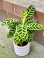 Zdjęcie rośliny Calathea Zebrina, ujęcie 1