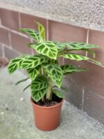 Zdjęcie rośliny Calathea Zebrina, ujęcie 2