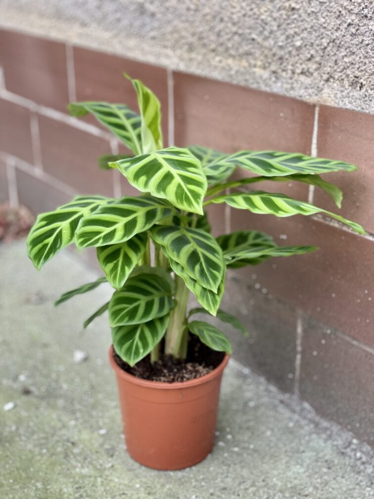 Zdjęcie rośliny Calathea Zebrina, ujęcie 2
