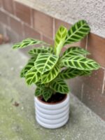 Zdjęcie rośliny Calathea Zebrina, ujęcie 3