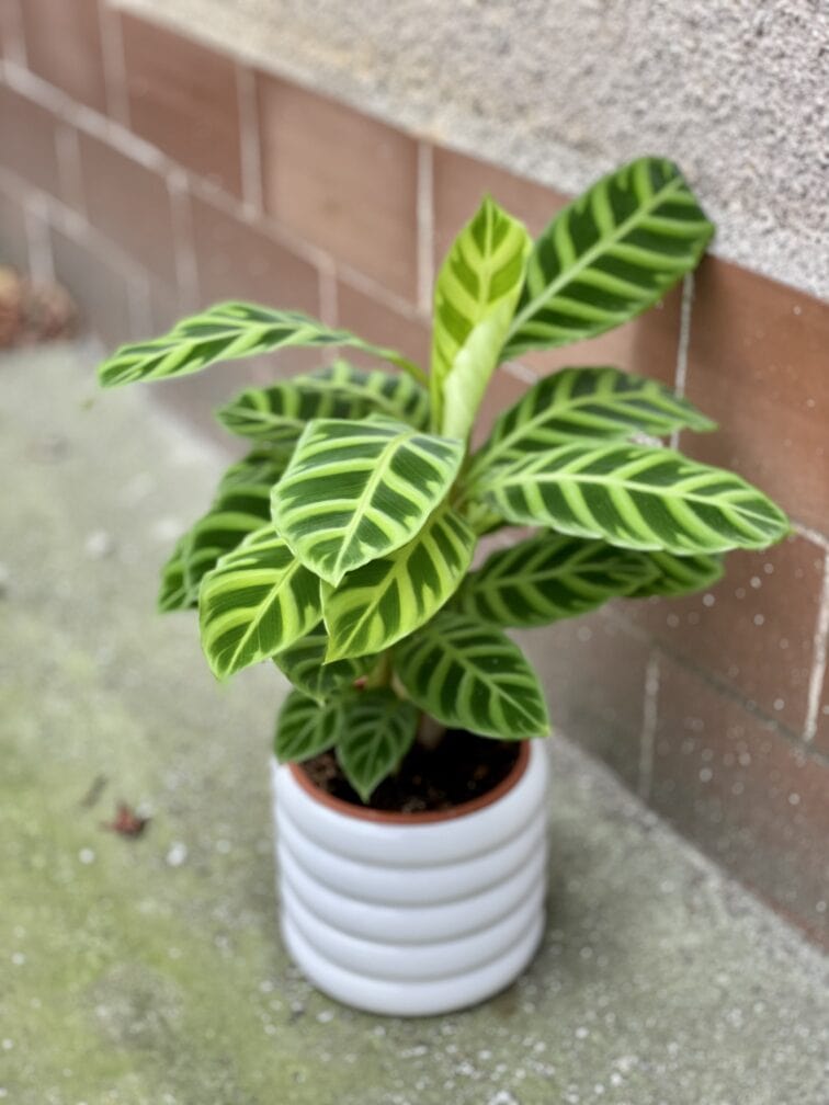 Zdjęcie rośliny Calathea Zebrina, ujęcie 3