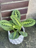Zdjęcie rośliny Maranta Lemon Lime, ujęcie 1