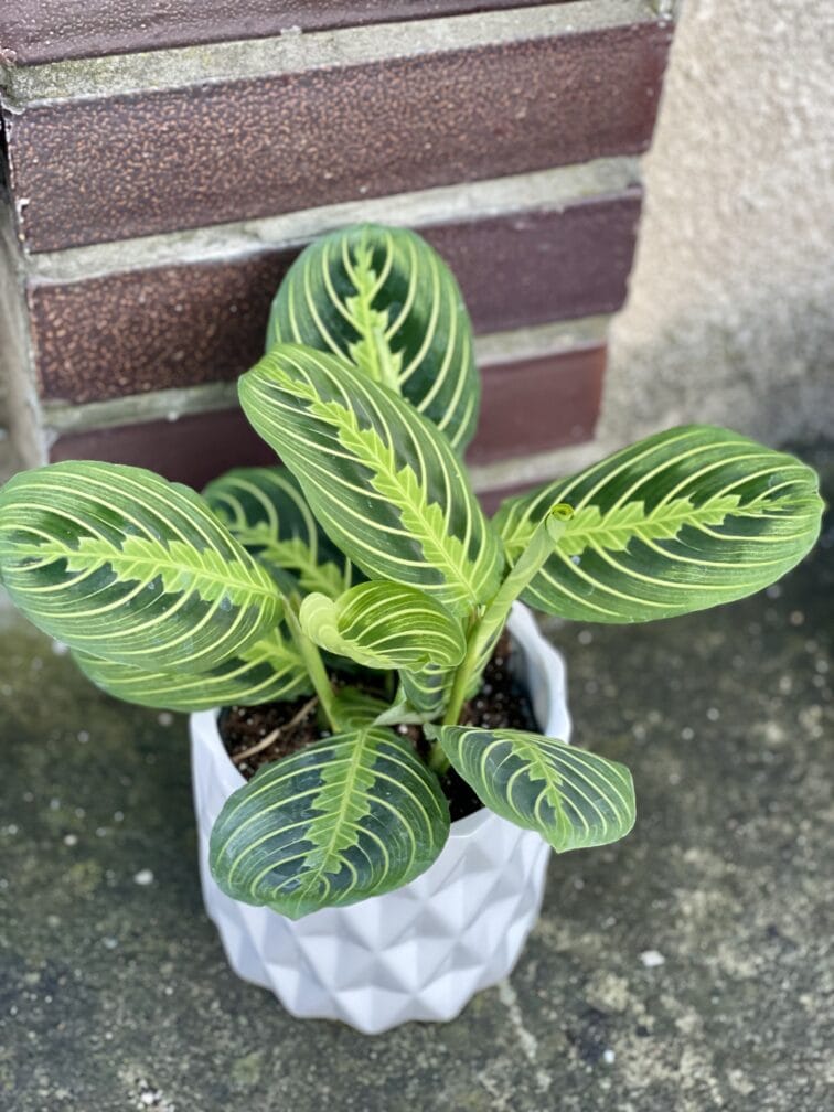 Zdjęcie rośliny Maranta Lemon Lime, ujęcie 1