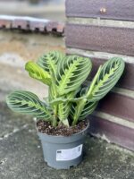 Zdjęcie rośliny Maranta Lemon Lime, ujęcie 2