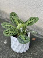 Zdjęcie rośliny Maranta Lemon Lime, ujęcie 3