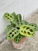 Zdjęcie rośliny Marantha Leuconeura Kerchoveana, ujęcie 1