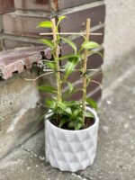 Zdjęcie doniczki lub oslonki: Osłonka Cylinder White 12x13 cm, ujęcie 2