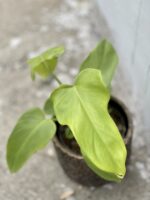 Zdjęcie rośliny Philodendron bipennifolium aurea Yellow Violin, ujęcie 1
