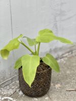 Zdjęcie rośliny Philodendron bipennifolium aurea Yellow Violin, ujęcie 2
