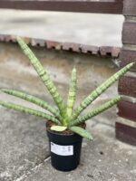 Zdjęcie rośliny Sansevieria cylindrica Tiara Platinum, ujęcie 2