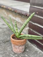 Zdjęcie rośliny Sansevieria cylindrica Tiara Platinum, ujęcie 3