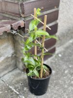Zdjęcie rośliny Vanilla Planifolia Variegata, ujęcie 3