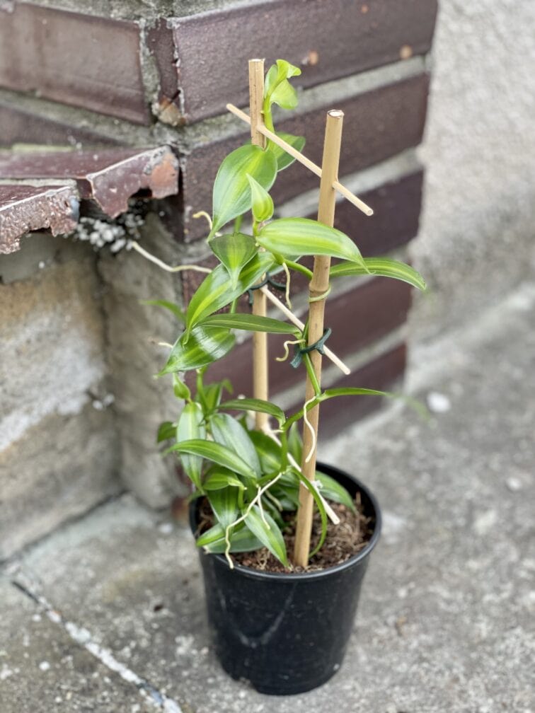 Zdjęcie rośliny Vanilla Planifolia Variegata, ujęcie 3