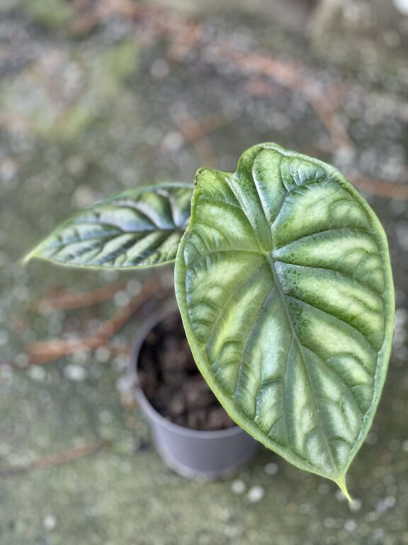 Zdjęcie rośliny Alocasia Dragon Scale, ujęcie 1