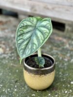 Zdjęcie rośliny Alocasia Dragon Scale, ujęcie 2
