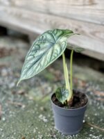 Zdjęcie rośliny Alocasia Dragon Scale, ujęcie 3