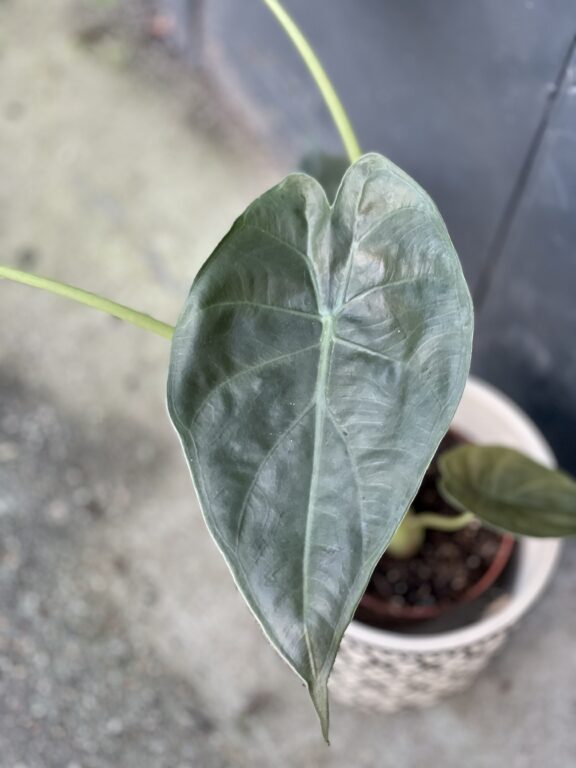 Zdjęcie rośliny Alocasia wentii, ujęcie 1