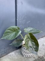 Zdjęcie rośliny Alocasia wentii, ujęcie 2