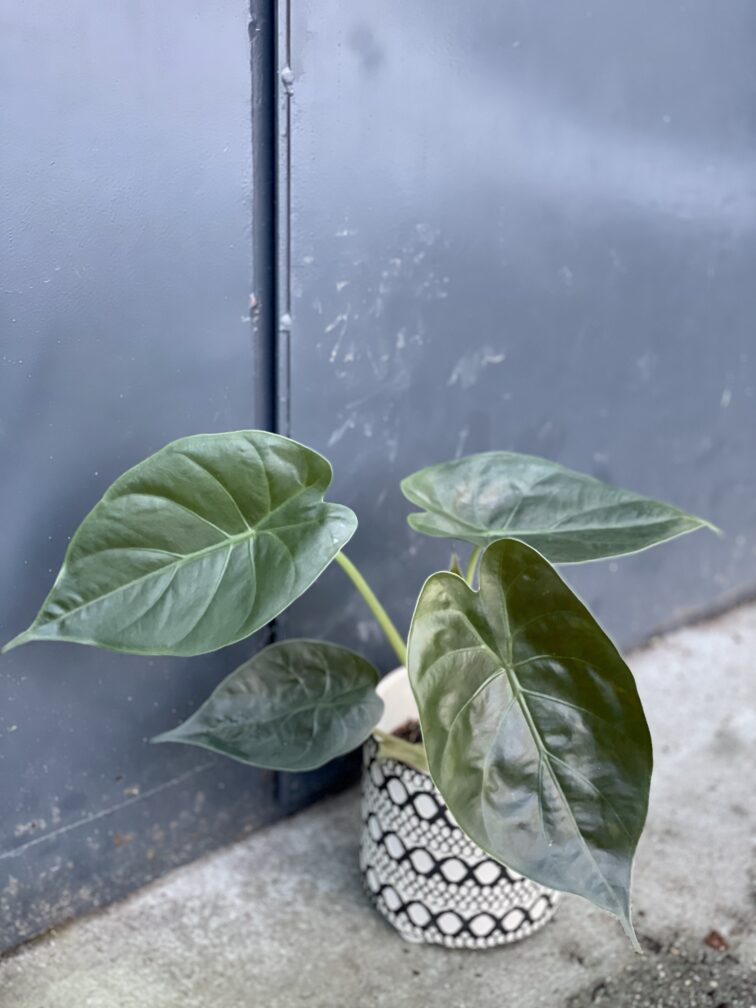 Zdjęcie rośliny Alocasia wentii, ujęcie 2