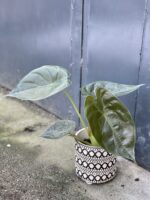 Zdjęcie rośliny Alocasia wentii, ujęcie 3