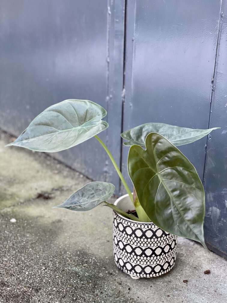 Zdjęcie rośliny Alocasia wentii, ujęcie 3