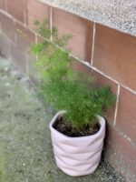 Zdjęcie rośliny Asparagus myriocladus, ujęcie 1