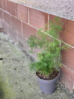 Zdjęcie rośliny Asparagus myriocladus, ujęcie 2