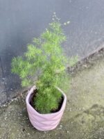 Zdjęcie rośliny Asparagus myriocladus, ujęcie 3