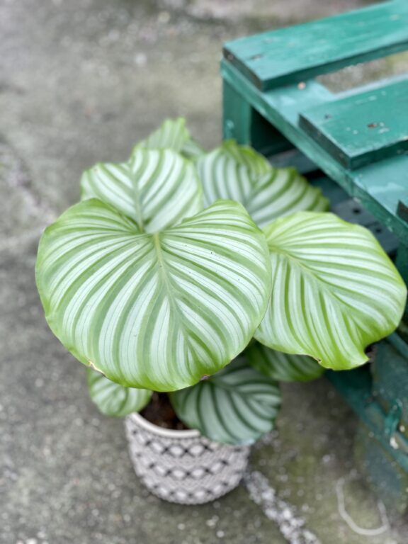 Zdjęcie rośliny Calathea Orbifolia, ujęcie 1